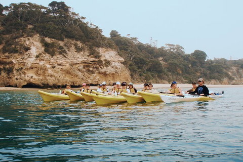 Mornington Peninsula Kayak Coastline Tour Of Dolphin Sanctuary - Accommodation Nelson Bay 4