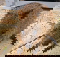 Wave Rock Pinnacles and Rottnest One Day Aeroplane Tour - Accommodation Nelson Bay