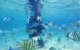 Adventure Moreton Island Scuba Dive Tour - thumb 1