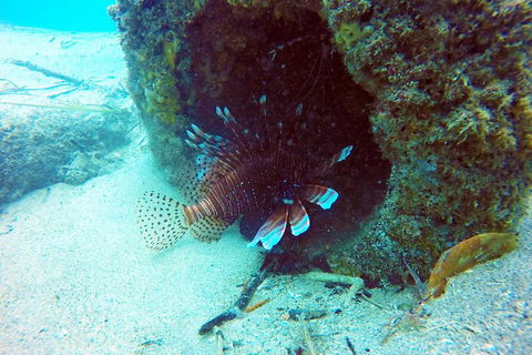 Wave Break Island Scuba Diving On The Gold Coast - Accommodation Nelson Bay 5