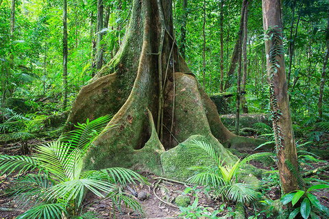 Mossman Gorge Adventure Day - Accommodation Nelson Bay 4