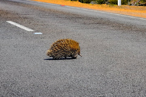 Kangaroo Island Luxury Small Group 'Flinders Chase Focus' Full Day Tour - Accommodation Nelson Bay 3