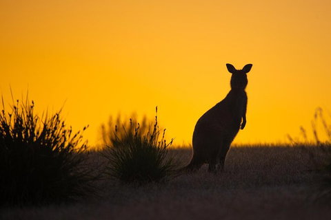 Kangaroo Island Luxury Small Group 'Flinders Chase Focus' Full Day Tour - Accommodation Nelson Bay 5