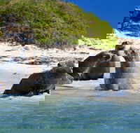 Dolphin Penguin and Sea Lion Cruise - Accommodation Nelson Bay