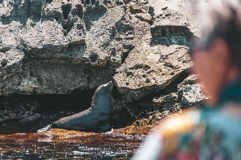 Adventure Rottnest Tour With Ferry & Adventure Cruise From Perth Or Fremantle - Accommodation Nelson Bay 1