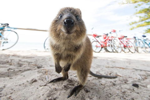Rottnest Island Round-Trip Ferry From Perth Or Fremantle - Accommodation Nelson Bay 3
