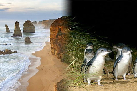 Melbourne Super Saver: Great Ocean Road + Phillip Island + Attraction Pass - Accommodation Nelson Bay 0