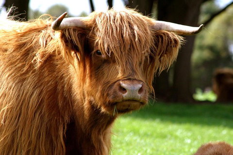 Melbourne Super Saver: Great Ocean Road + Phillip Island + Attraction Pass - Accommodation Nelson Bay 1