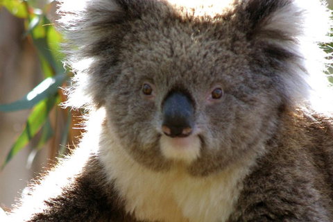 Melbourne Super Saver: Great Ocean Road + Phillip Island + Attraction Pass - Accommodation Nelson Bay 3