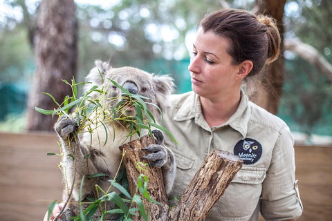 Melbourne Super Saver: Great Ocean Road + Phillip Island + Attraction Pass - Accommodation Nelson Bay 4