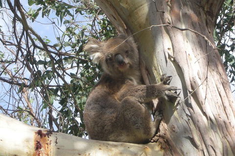 Small-Group Great Ocean Road Classic Day Tour From Melbourne - Accommodation Nelson Bay 1