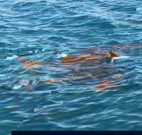 Roebuck Bay Snubfin Dolphin Cruise - Accommodation Nelson Bay