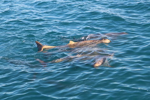 Roebuck Bay Snubfin Dolphin Cruise - Accommodation Nelson Bay 0