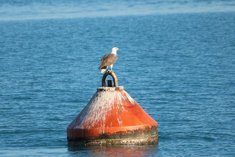 Roebuck Bay Snubfin Dolphin Cruise - Accommodation Nelson Bay 1