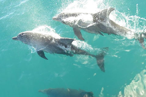 Roebuck Bay Snubfin Dolphin Cruise - Accommodation Nelson Bay 2