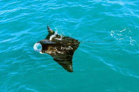 Roebuck Bay Snubfin Dolphin Cruise - Accommodation Nelson Bay 5