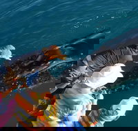 AOC Whale Watching from Broome - Accommodation Nelson Bay