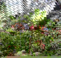 Australian Butterfly Sanctuary - Accommodation Nelson Bay