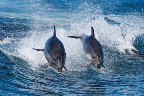 3-Hour Bruny Island Cruise From Adventure Bay, Bruny Island - Accommodation Nelson Bay 3