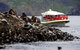 3-Hour Bruny Island Cruise From Adventure Bay, Bruny Island - thumb 4