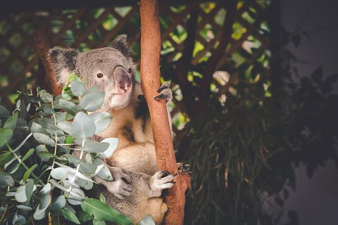 Small-Group Blue Mountains Day Trip From Sydney With Wildlife Park - Accommodation Nelson Bay 2
