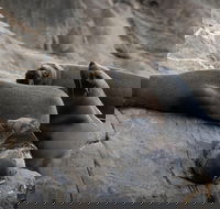 Kangaroo Island Ocean Safari - Snorkeling Safari - Nelson Bay Accommodation.com