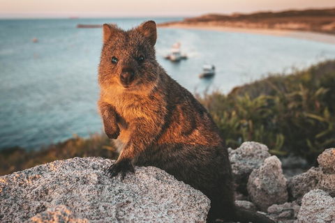 Rottnest Island Roundtrip Fast Ferry From Hillarys Boat Harbour - Accommodation Nelson Bay 5