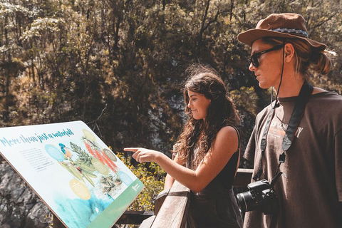 Springbrook AndTamborine Rainforest Tour Incl Natural Bridge And Glow Worm Cave - Accommodation Nelson Bay 0
