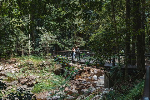Springbrook AndTamborine Rainforest Tour Incl Natural Bridge And Glow Worm Cave - Accommodation Nelson Bay 3