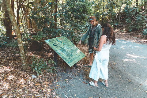 Springbrook AndTamborine Rainforest Tour Incl Natural Bridge And Glow Worm Cave - Accommodation Nelson Bay 5