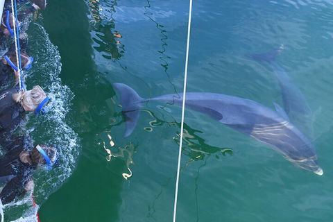 Dolphin Cruise From Adelaide With Optional Dolphin Swim - Accommodation Nelson Bay 0
