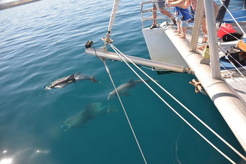 Dolphin Cruise From Adelaide With Optional Dolphin Swim - Accommodation Nelson Bay 1