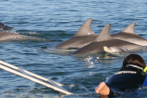 Dolphin Cruise From Adelaide With Optional Dolphin Swim - Accommodation Nelson Bay 2