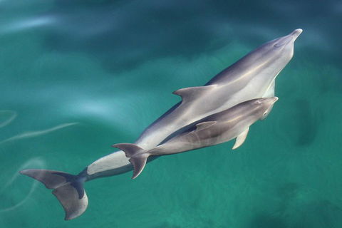 Dolphin Cruise From Adelaide With Optional Dolphin Swim - Accommodation Nelson Bay 4