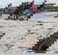 Kangaroo Island in a Day Tour from Adelaide - Accommodation Nelson Bay