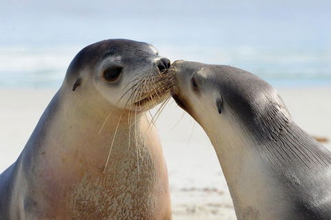 2 Day Ultimate Kangaroo Island With Return Ferry - Accommodation Nelson Bay 2
