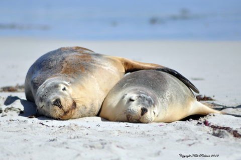 NEW TOUR - Kangaroo Island Road To Recovery Tour (1 Day/1 Night) - Accommodation Nelson Bay 1