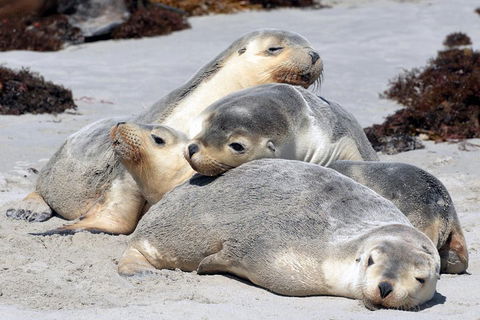 Small-Group Kangaroo Island 4WD Tour From Adelaide - Accommodation Nelson Bay 1