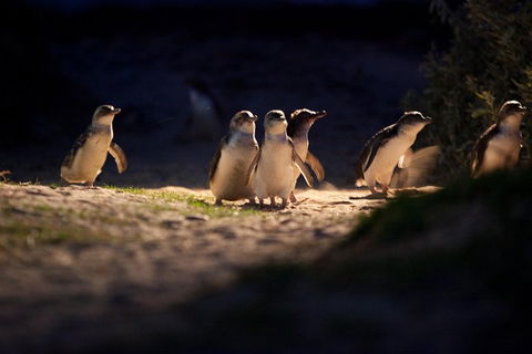 Melbourne City Tour And Phillip Island In One Day - Accommodation Nelson Bay 4