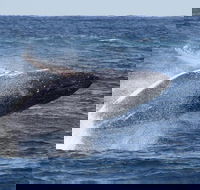 Whale Watching by Sea World Cruises - Accommodation Nelson Bay