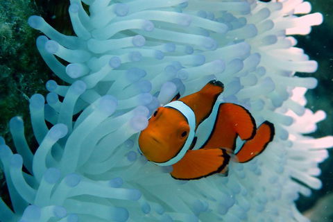 Seastar Luxury Outer Great Barrier Reef Island And Reef Tour From Cairns - Accommodation Nelson Bay 0