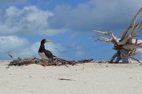 Seastar Luxury Outer Great Barrier Reef Island And Reef Tour From Cairns - Accommodation Nelson Bay 1