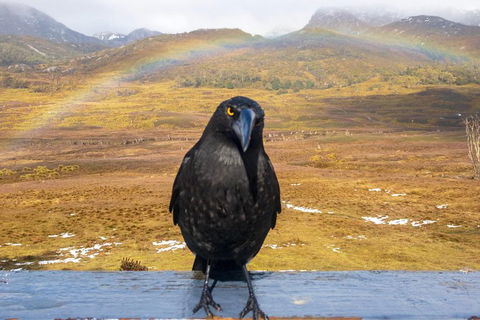 Cradle Mountain Park Explorer Guided Tour - Accommodation Nelson Bay 2