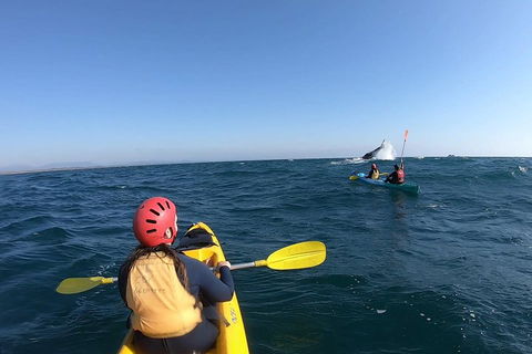 Kayaking With Dolphins In Byron Bay Guided Tour - Accommodation Nelson Bay 3