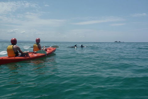 Kayaking With Dolphins In Byron Bay Guided Tour - Accommodation Nelson Bay 4