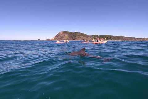 Kayaking With Dolphins In Byron Bay Guided Tour - Accommodation Nelson Bay 5