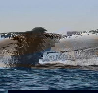 Sydney Whale-Watching Cruise Including Lunch or Breakfast - Accommodation Nelson Bay
