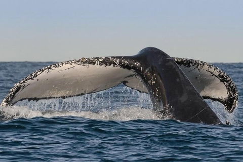 Sydney Whale-Watching Cruise Including Lunch Or Breakfast - Accommodation Nelson Bay 0