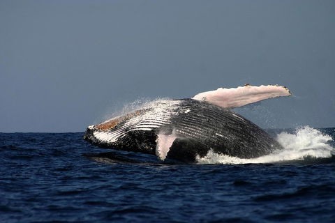 Sydney Whale-Watching Cruise Including Lunch Or Breakfast - Accommodation Nelson Bay 1