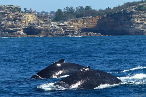 Sydney Whale-Watching Cruise Including Lunch Or Breakfast - Accommodation Nelson Bay 2